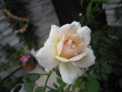 c0202870_8421843.jpg