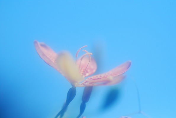 c0204971_7451790.jpg