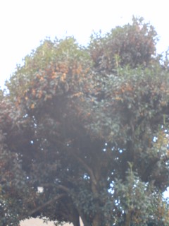 a0027774_22394110.jpg