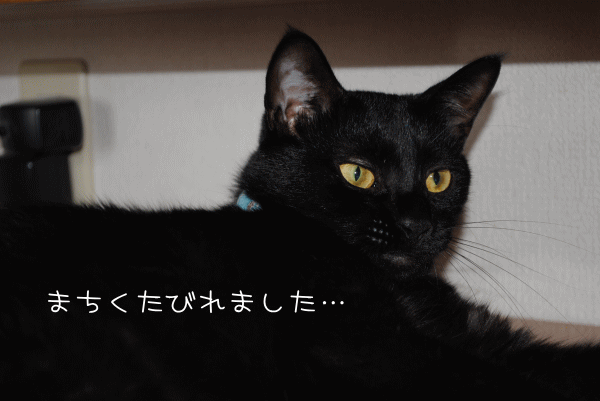 d0156981_20331523.gif