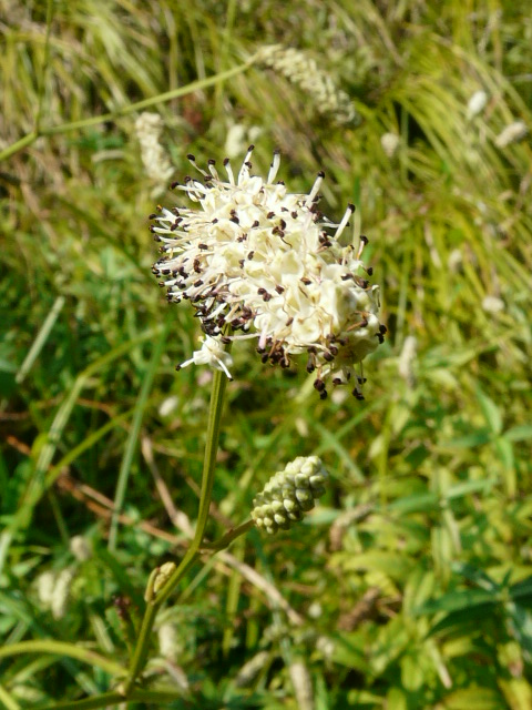 e0145782_174192.jpg