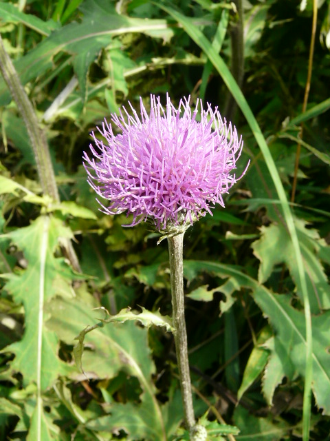 e0145782_17424358.jpg