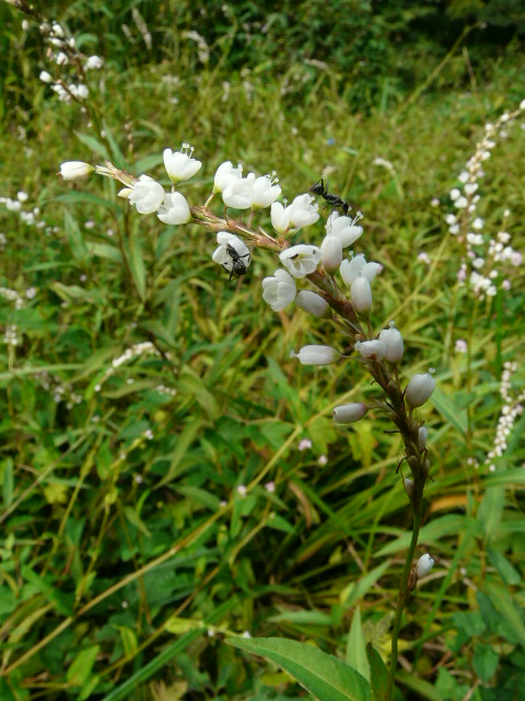 e0145782_17433132.jpg