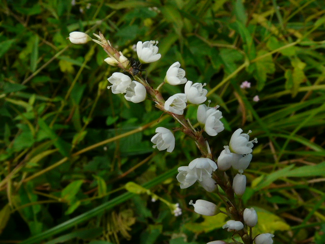 e0145782_17435181.jpg
