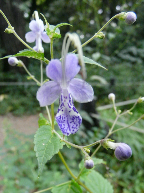 e0145782_17464511.jpg