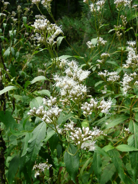 e0145782_17474260.jpg