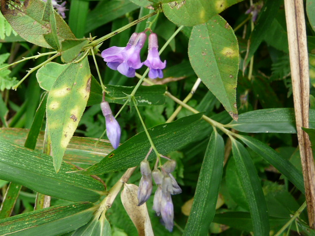 e0145782_1748758.jpg
