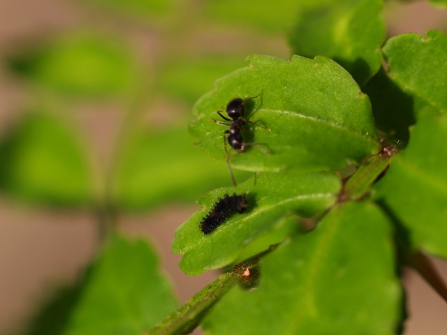 b0194593_11105344.jpg