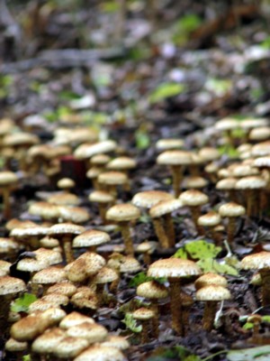 f0185619_1575195.jpg
