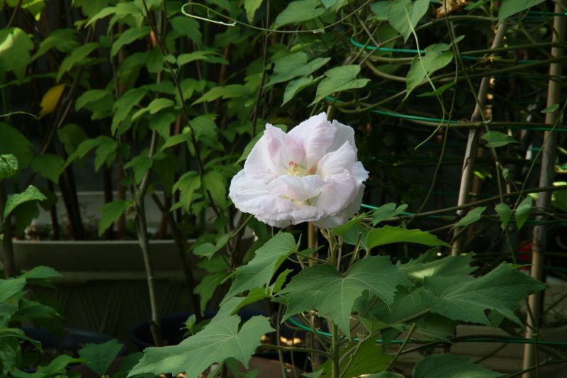e0033229_22111021.jpg