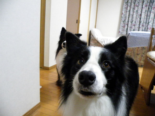 d0059230_85019.jpg