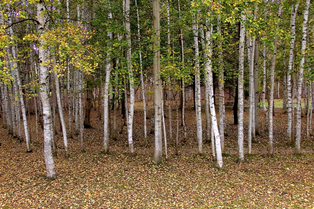 d0136836_1112676.jpg
