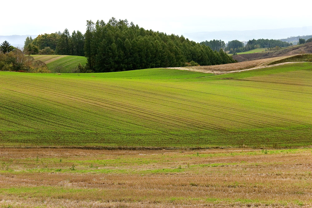 d0136836_1175132.jpg