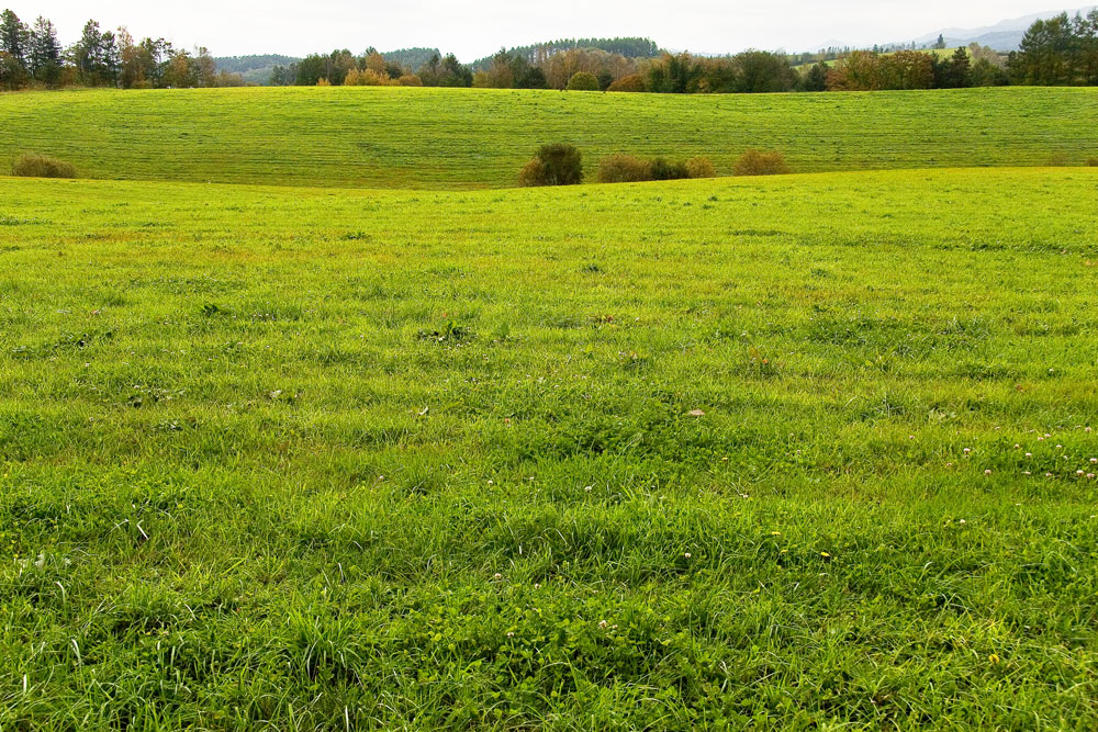d0136836_1182496.jpg