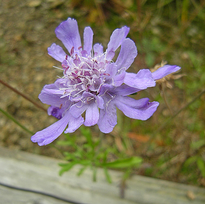 a0001354_1744734.jpg