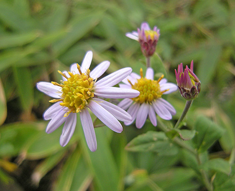 a0001354_17455785.jpg
