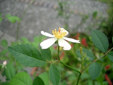 c0186463_0185423.jpg