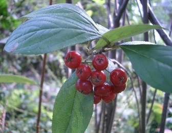c0186463_0283671.jpg