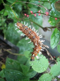 c0186463_0325156.jpg