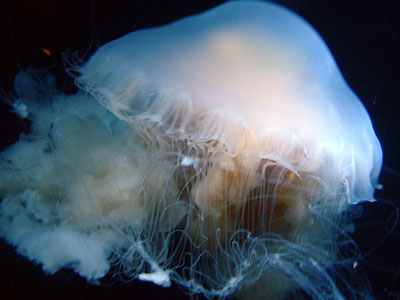 c0050264_11191093.jpg