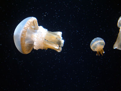 c0050264_11234513.jpg