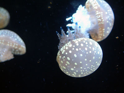 c0050264_1125186.jpg