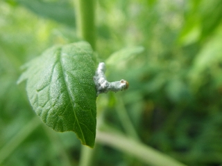 f0055264_21545995.jpg
