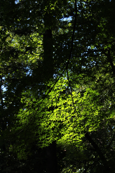 e0112077_62727.jpg