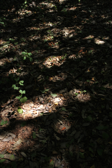 e0112077_641435.jpg