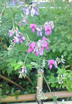 f0215179_1024567.jpg