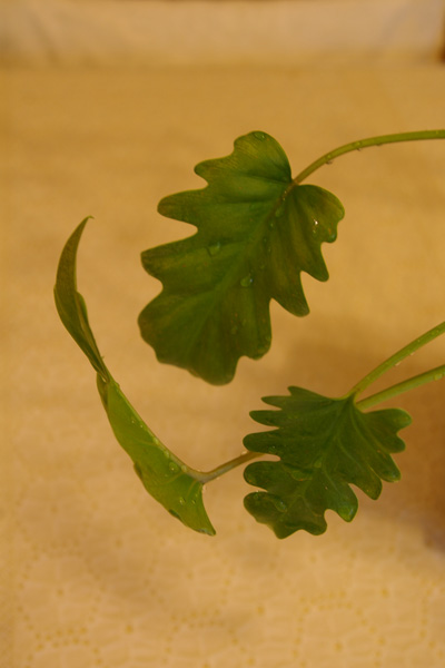 a0157595_1745659.jpg