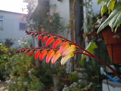 c0117007_20475436.jpg