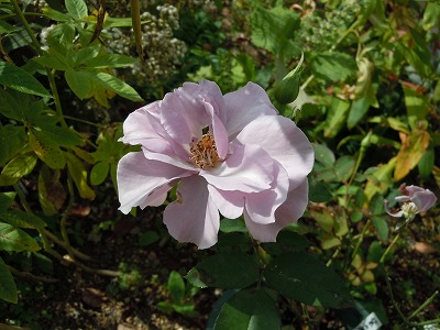 c0117007_2054427.jpg