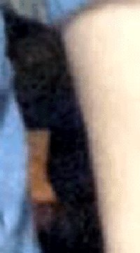 e0103408_1552256.gif