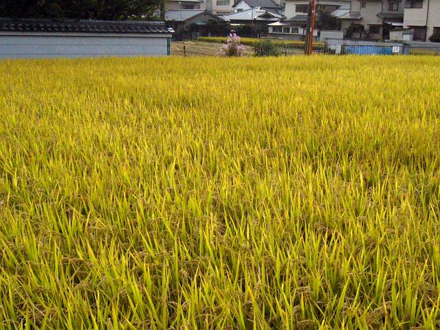 f0167310_817573.jpg
