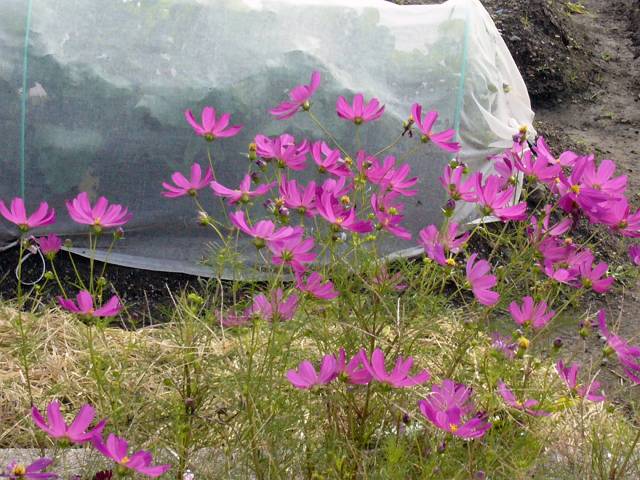 f0167310_819417.jpg