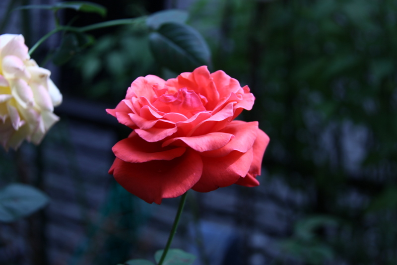 b0165522_14401487.jpg