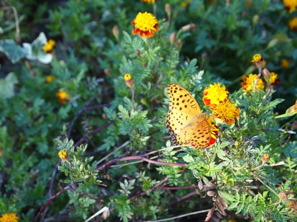c0133533_0323180.jpg