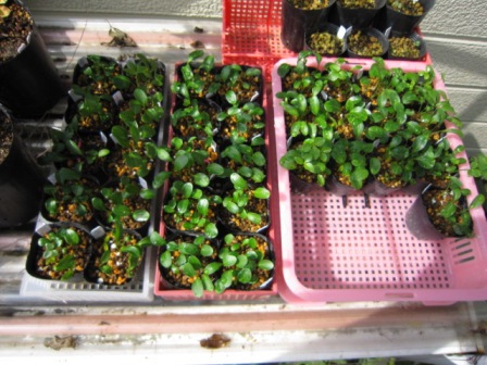 c0025140_2194438.jpg