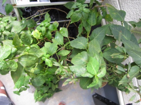 c0025140_2254989.jpg