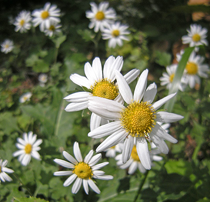 a0001354_21323484.jpg