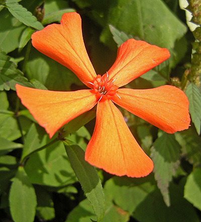 a0001354_21364478.jpg