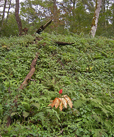 a0001354_21401787.jpg