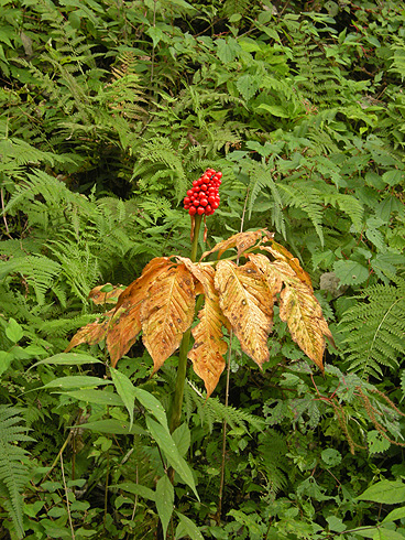 a0001354_21404027.jpg
