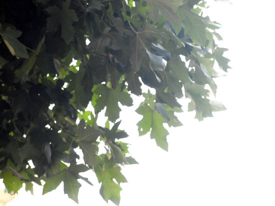 c0214190_10435525.jpg
