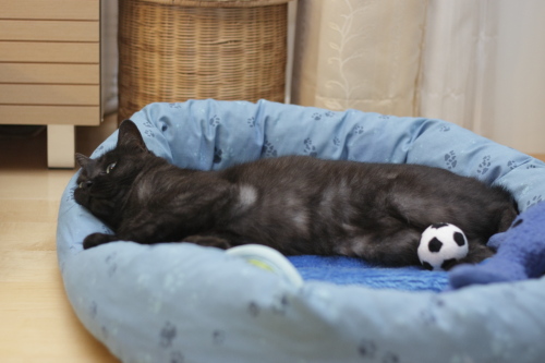 ぽんぽこりんの小僧