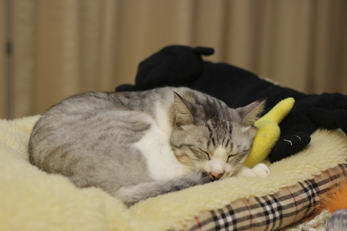 眠り猫お坊ちゃん