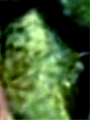 e0103408_19383656.gif