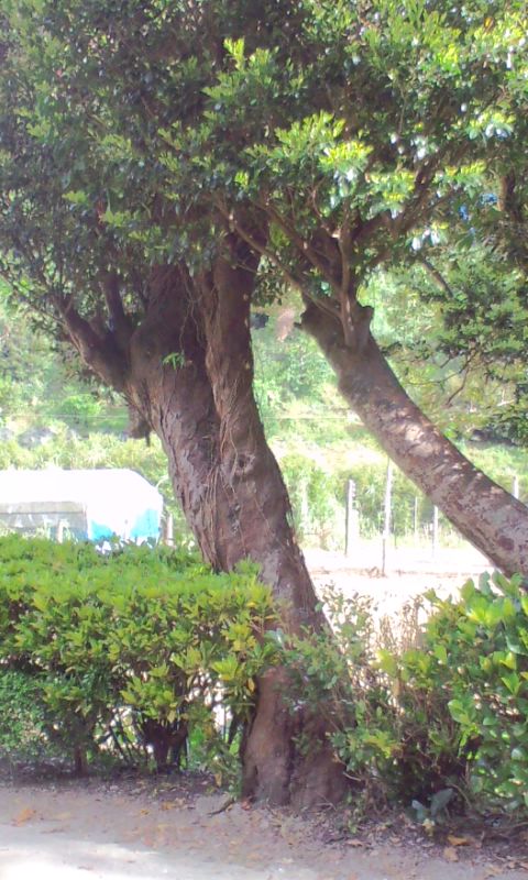 e0071811_21285985.jpg