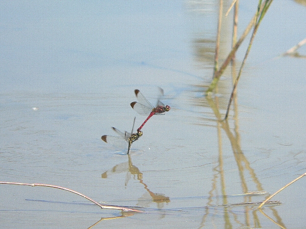 e0002314_21174548.jpg